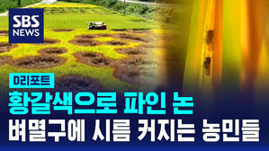 [D리포트] 황갈색으로 파인 논&hellip;벼멸구에 시름 커지는 농민들
