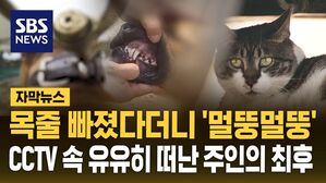 [자막뉴스] 고양이 공격
