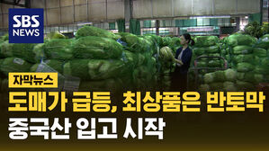 SBS NEWS 자막뉴스 도매가 급등 최상품은 반토막 중국산 입고 시작