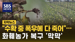 [자막뉴스] '폭우 직격탄' 썩어가는 꽃밭&hellip;갈아엎지도 못해 '발만 동동'