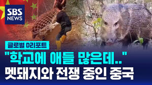 [글로벌D리포트] 중국은 멧돼지와의 전쟁 중
