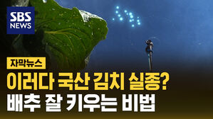 이러다 국산 김치 실종? 배추 잘 키우는 비법
