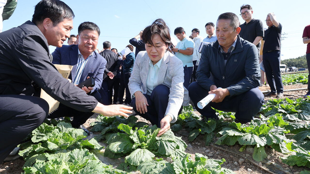 지난 9월 29일 전남 해남군 일원의 배추밭을 찾아 김장배추 작황을 점검하고 있는 송미령 농림축산식품부 장관