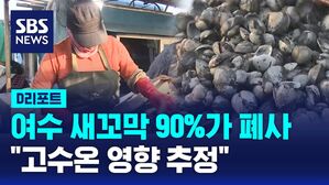 [D리포트] 여수 새꼬막 90%가 폐사&hellip;"고수온 영향 추정"