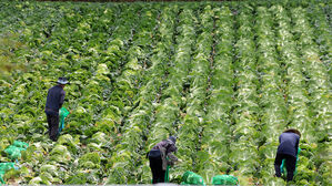 농식품부 "김장 배추, 수급 큰 문제 없을 것&hellip;내달 본격 공급"