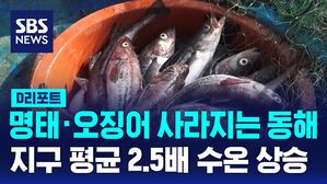 [D리포트] 명태&middot;오징어 사라지는 동해&hellip; '지구 평균 2.5배' 수온 상승