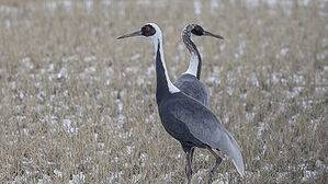 군산&middot;창녕&middot;철원, 생태계서비스직불제 우수 지자체 선정
