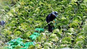 aT, 여름 배추 4천 t 수매…"수급 불안시 시장에 공급"