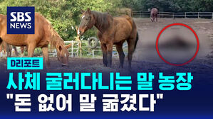 [D리포트] 사체 굴러다니는 말 농장&hellip;"돈 없어 말 굶겼다"
