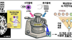 '이 케이크 맛있었지'&hellip;영장류 뇌에 가치기억 전담 뉴런 있다