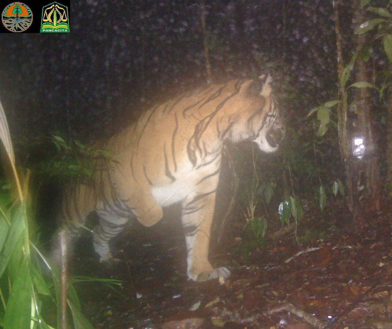 수마트라 호랑이 (사진=Joe Figel, Leuser International Foundation, Indonesia 제공, 연합뉴스)