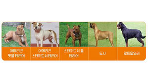 '맹견 허가제' 1년 계도 기간 둔다&hellip;내년 10월까지 허가받아야