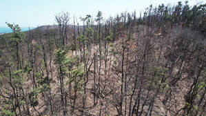 [뉴스토리] '걸리면 다 죽는다' - 이러다 소나무 멸종?