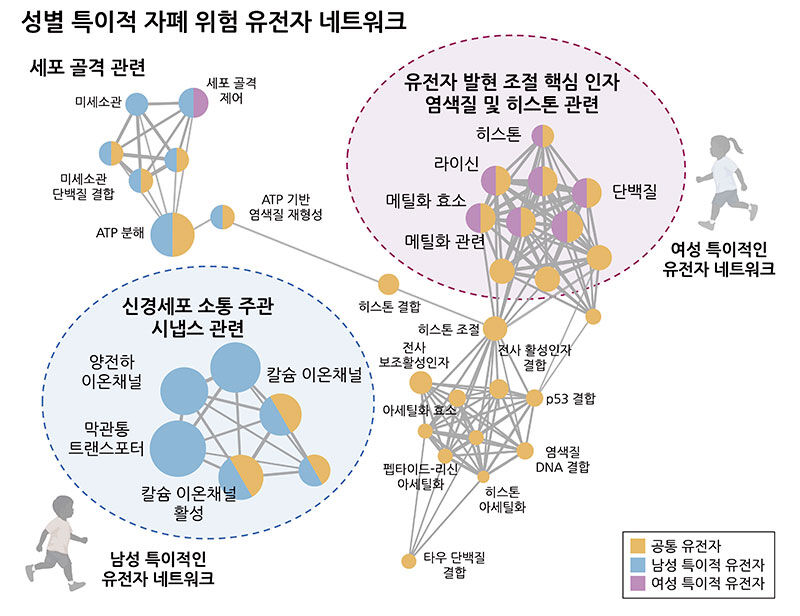 자폐 유전자의 성별 차이 모식도 (사진=고려대 김수휘 연구원 제공, 연합뉴스)