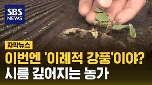 [자막뉴스] 이번엔 '이례적 강풍'이야?&hellip;시름 깊어지는 농가