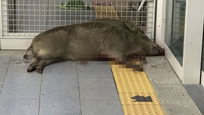 양산 호포역에 100kg 멧돼지 난동&hellip;1명 부상&middot;시설물 파손