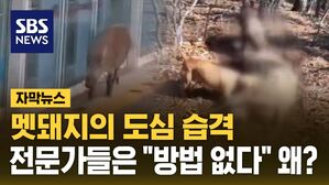 [자막뉴스] 멧돼지의 도심 습격&hellip;전문가들은 "방법 없다" 왜?