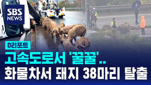 [D리포트] 고속도로서 '꿀꿀'&hellip;쓰러진 화물차서 돼지 38마리 탈출