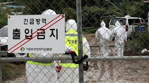 강원 홍천서 아프리카돼지열병 발생&hellip;올해 10번째 사례