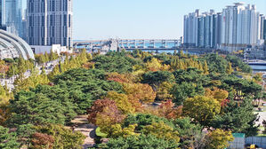 입동인데 아직 초록&hellip;부산은 단풍 공식 관측 안 돼
