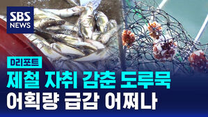 [D리포트] 제철 자취 감춘 도루묵&hellip;어획량 급감 어쩌나