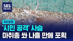사슴