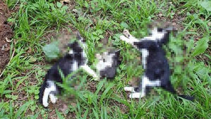 인천 공터서 훼손된 새끼 고양이 사체 발견&hellip;CCTV 분석