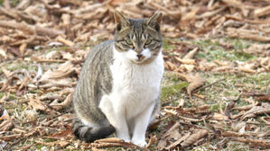 차에 치인 고양이 구조 요청하자 현장서 죽인 구청 용역업체