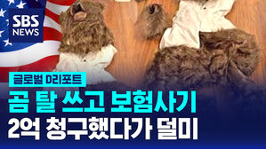 [글로벌D리포트] 곰 탈 쓰고 보험사기&hellip;2억 청구했다가 덜미