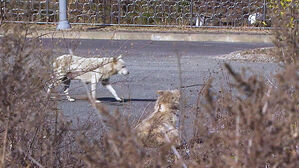 [뉴스토리] 들개 공포 여전한데&hellip;식용견 46만 마리는?