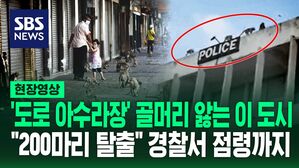 [영상] "이제는 골칫덩이" 경찰서 앞과 옥상 점령&hellip;민가 난입 등 달아난 원숭이 200마리 소동
