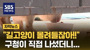 [자막뉴스] 캣맘-주민 계속된 싸움&hellip;구청이 직접 나섰더니