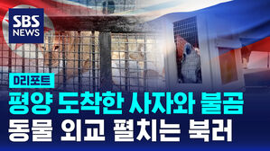 [D리포트] 평양 도착한 사자와 불곰…동물 외교까지 동원한 북러