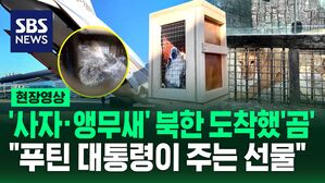 [영상] "푸틴 대통령이 주는 선물"&hellip;러시아, 북한에 사자&middot;불곰&middot;앵무새 등 70여 마리 동물 보내