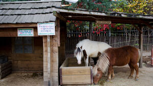 "집에서 챙겨온 사료, 동물들에게 주면 안 되나요?" 수의사의 답변은 [스프]