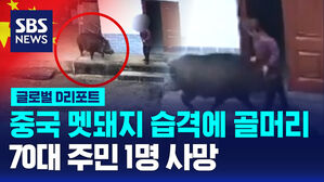 [글로벌D리포트] 2백 만 멧돼지 습격에 골머리&hellip;1명 사망