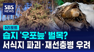 [D리포트] 습지 '우포늪' 벌목?&hellip;서식지 파괴&middot;재선충병 확산 우려