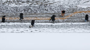 세종에 대설주의보&hellip;"눈길 운전 &middot; 보행 안전 유의"