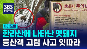 [D리포트] 한라산에 나타난 멧돼지&hellip;등산객 고립 사고 잇따라