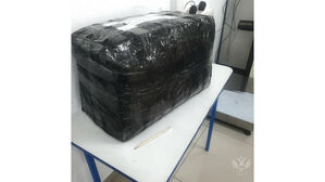 러시아서 '곰 발바닥' 밀반출하려던 북한인 덜미