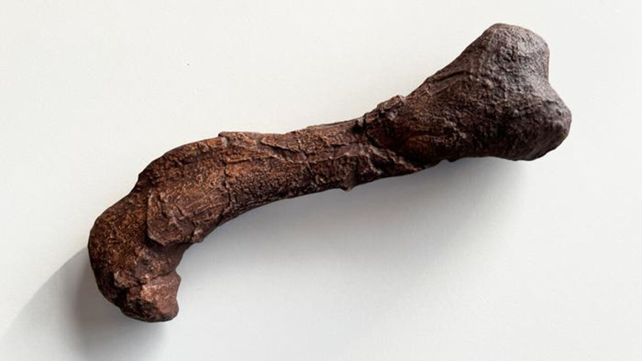 마요르카에서 발견된 고르고놉시안의 왼쪽 대퇴골 복제품 (사진=Anna Sole/Institut Catala de Paleontologia Miquel Crusafont 제공) (사진=연합뉴스)