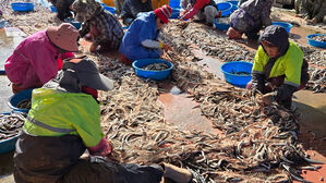 동해안 양미리가 돌아왔다&hellip;항 주변 굽는 냄새 코끝 자극