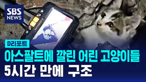 [D리포트] 아스팔트에 깔린 어린 고양이들&hellip;5시간 만에 구조