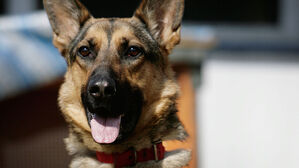 침대에 둔 총기 반려견이 잘못 밟아 주인 총상