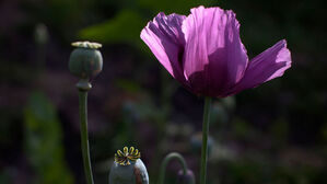 "내전 4년 '무법천지' 추락 미얀마, 세계 최악 범죄국가 됐다"