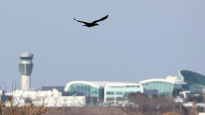 무안공항 '조류충돌' 우려 2015년에도 제기&hellip;퇴치반은 겨우 4명