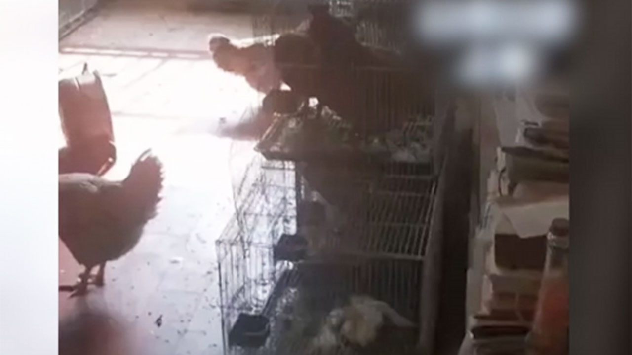 아파트 속 비밀 양계장