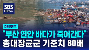 [D리포트] "부산 연안 바다가 죽어간다"&hellip;총대장균군 기준치 80배