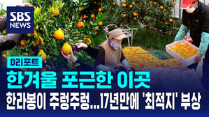 [D리포트] 한겨울 포근한 이곳  한라봉이 주렁주렁&hellip;17년 만에 '최적지' 부상