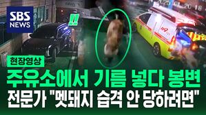 [영상] "으악!!" 주유하던 남성 들이받은 멧돼지&hellip;전문가가 말하는 멧돼지 만났을 때 대처하는 법
